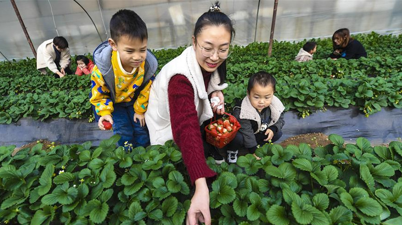 河北香河：冬季草莓诱宾客