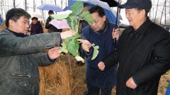 油菜飞播秸秆全量还田轻简高效生产模式在鄂推