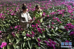 河北固安县：葡京赌博网站花香迎佳节