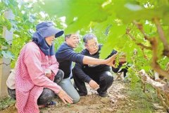 <b>更为河北省加快推动乡葡京赌博官网村振兴积累了宝贵的经验</b>