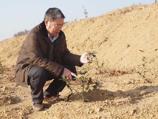 姚小华在光山县文殊乡许家洼村查看油茶薄膜覆盖生长情况