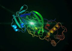 晶体结构的坐标可到PD葡京赌博网址B蛋白质结构数据库(Protein Data Bank